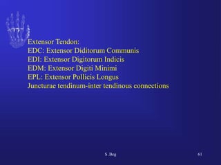 Comprehensive Functional Anatomy of the Human Hand: Muscles, Tendons ...