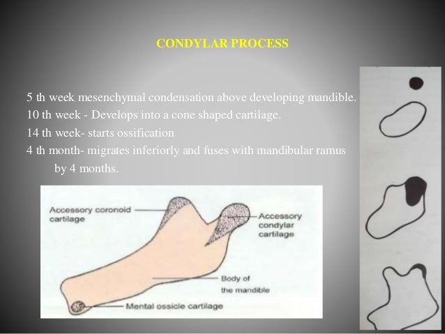 Functional anatomy of mandible