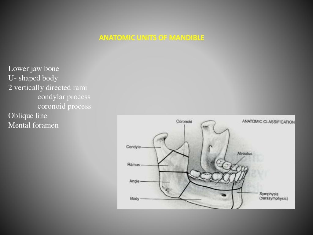 Functional anatomy of mandible