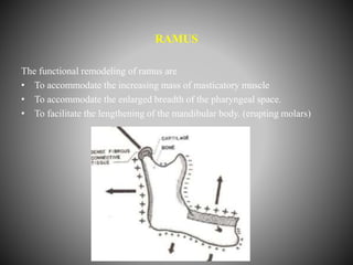 Rounded Ramus Functional anatomy of mandible | PPTX