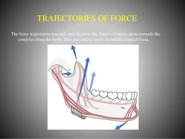 functional anatomy of mandible