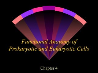 Functional Anatomy of
Prokaryotic and Eukaryotic Cells
Chapter 4
 