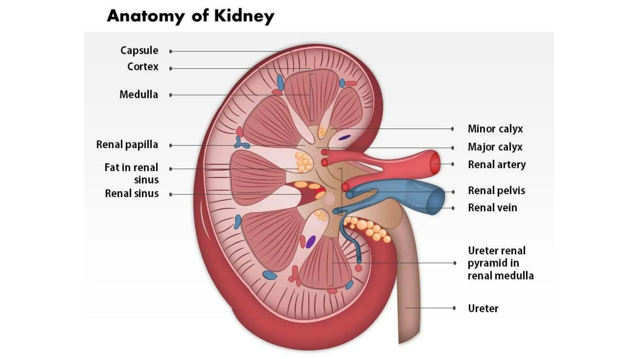 FUNCTIONAL ANATOMY OF RENAL SYSTEM. Urinay System | PDF