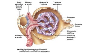 FUNCTIONAL ANATOMY OF RENAL SYSTEM. Urinay System | PDF