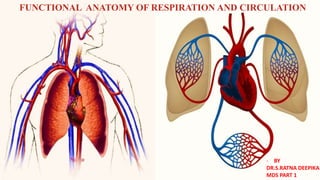 FUNCTIONAL ANATOMY OF RESPIRATION AND CIRCULATION
- BY
DR.S.RATNA DEEPIKA
MDS PART 1
 