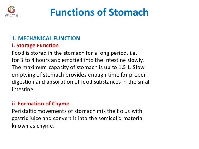 Functional Anatomy Of Stomach Functions Of Stomach And Glands Of Sto Functional Anatomy Of Stomach Functions Of Stomach And Glands Of Sto