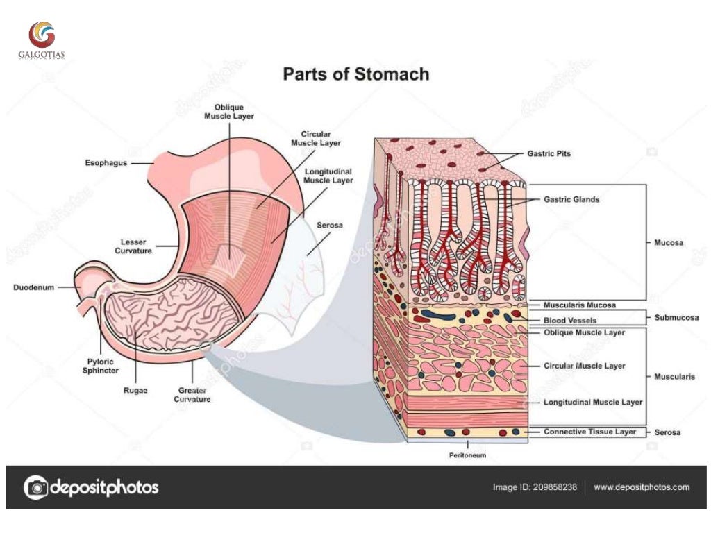Functional anatomy of stomach, functions of stomach and glands of sto…