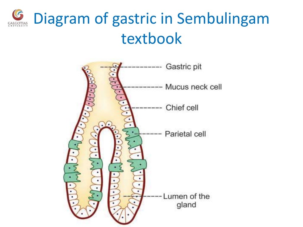 Functional anatomy of stomach, functions of stomach and glands of sto…