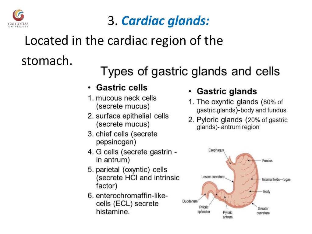 Functional anatomy of stomach, functions of stomach and glands of sto…