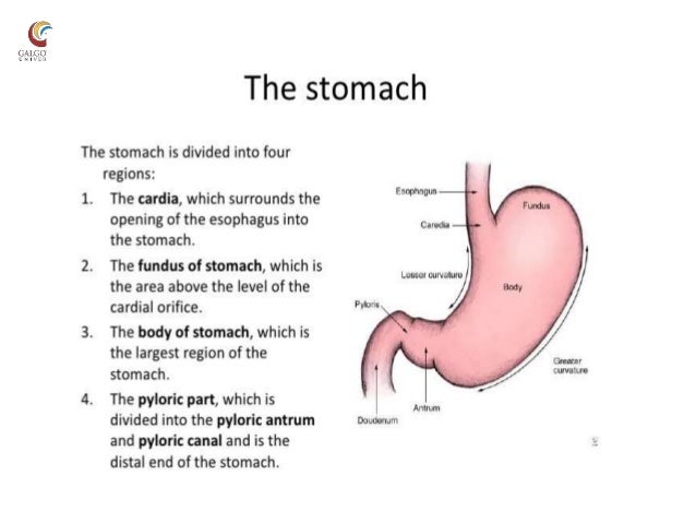 Functional Anatomy Of Stomach Functions Of Stomach And Glands Of Sto Functional Anatomy Of Stomach Functions Of Stomach And Glands Of Sto