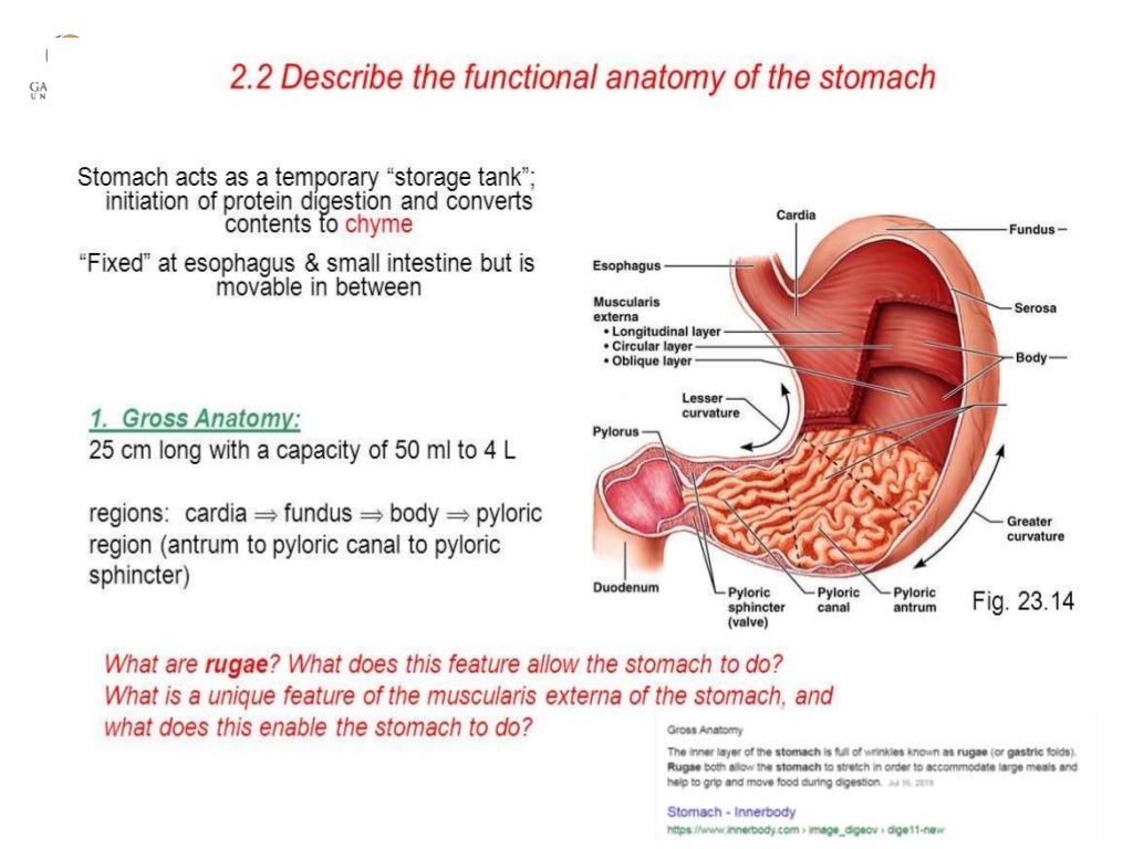 Functional anatomy of stomach, functions of stomach and glands of sto…