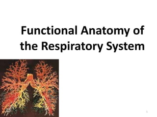 Functional Anatomy of
the Respiratory System
1
 