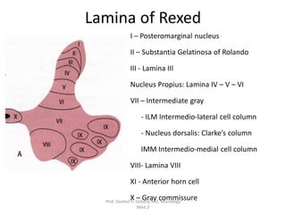 Rexed Functional anatomy of the spinal cord.pdf