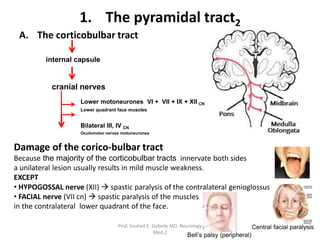 Functional anatomy of the spinal cord.pdf