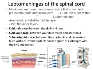 functional-anatomy-of-the-spinal-cord-pdf