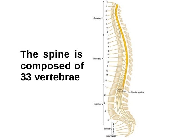 Functional Anatomy of the Spine for Anesthesia