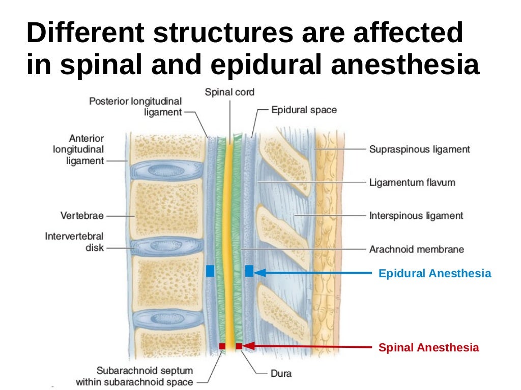 Functional Anatomy of the Spine for Anesthesia