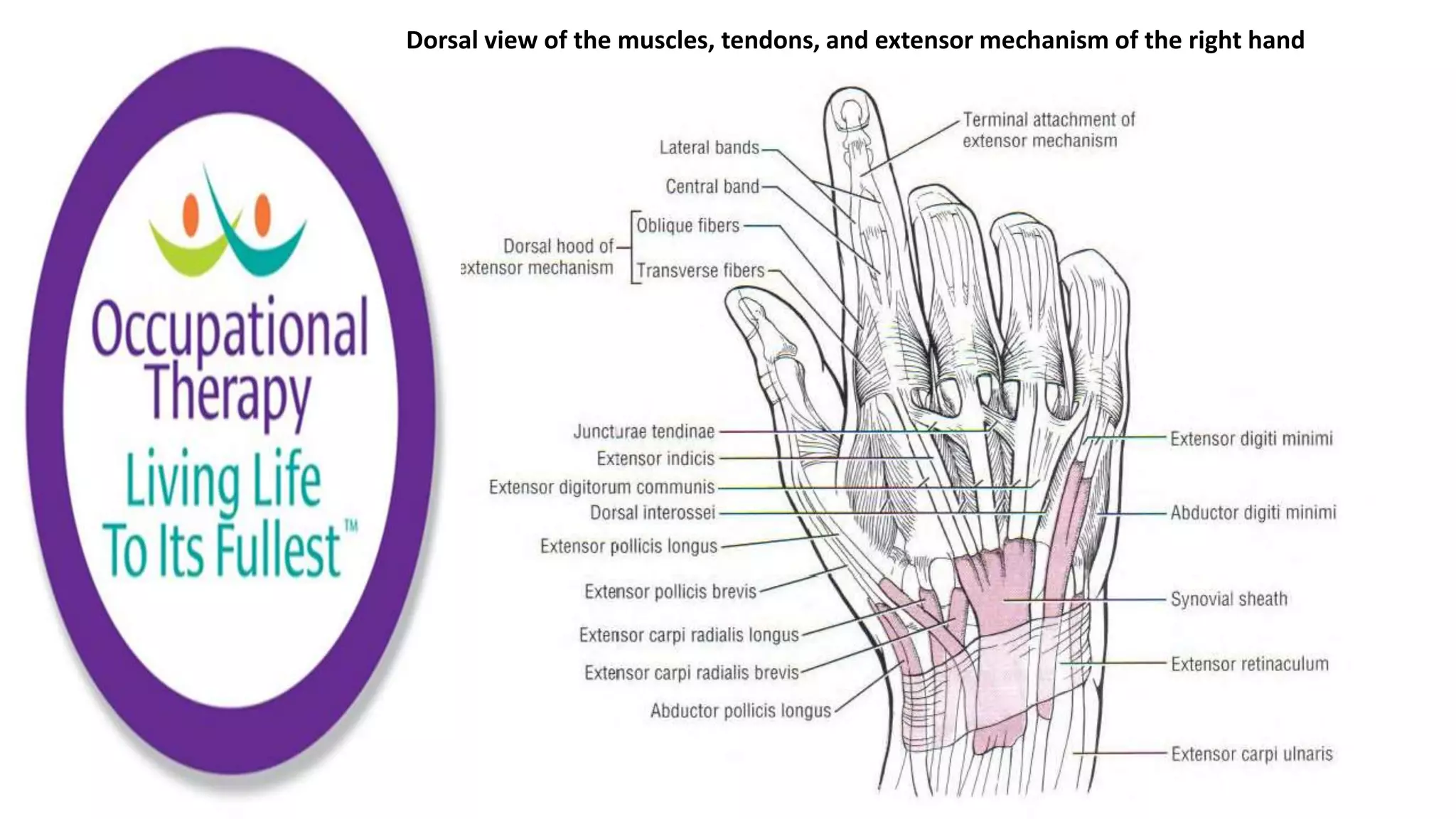 Functional Anatomy of the Wrist and Hand | PPTX