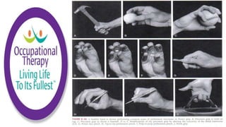 Functional Anatomy of the Wrist and Hand | PPTX