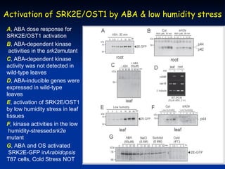 Activation of SRK2E/OST1 by ABA & low humidity stress
A, ABA dose response for
SRK2E/OST1 activation
B, ABA-dependent kinase
 activities in the srk2emutant
C, ABA-dependent kinase
activity was not detected in
wild-type leaves
D, ABA-inducible genes were
expressed in wild-type
leaves
E, activation of SRK2E/OST1
by low humidity stress in leaf
tissues
F, kinase activities in the low
 humidity-stressedsrk2e
mutant
G, ABA and OS activated
 SRK2E-GFP inArabidopsis
T87 cells, Cold Stress NOT
 