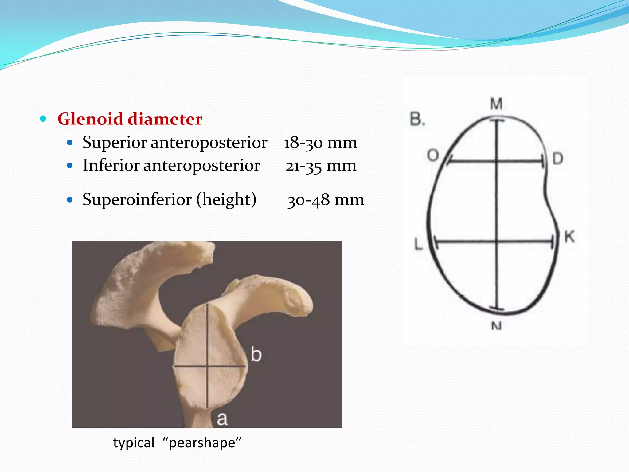 Functional and surgical anatomy of shoulder region | PDF