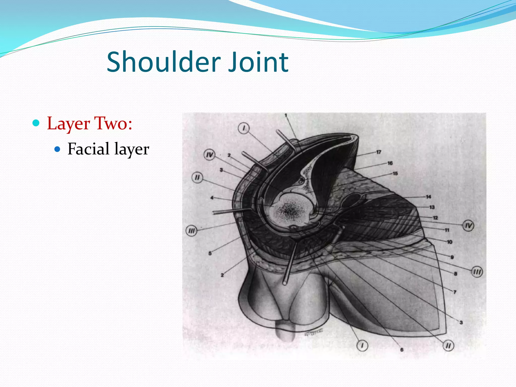 Bituminous Shoulder Functional and surgical anatomy of shoulder region | PDF