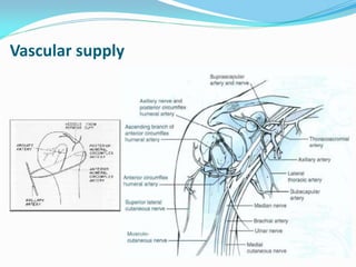 Functional and surgical anatomy of shoulder region | PDF