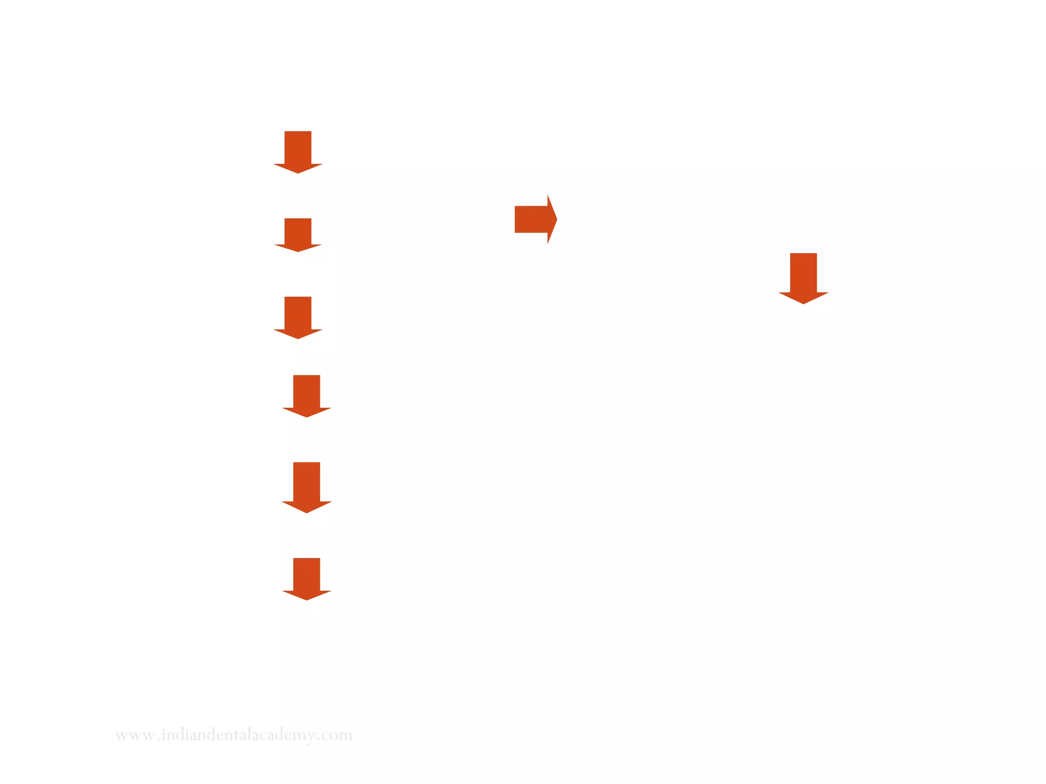 Developing condyles
Mesenchymal cells
Chondrocytes
Type II collagen
Framework
Cartilage matrix
Hypertrophic chondrocytes
Regulated by Sox 9 trancription factor
Type 2
collagen
Activate gene expression for
differntiated
Chondrocytes mature
secretes
www.indiandentalacademy.com
 