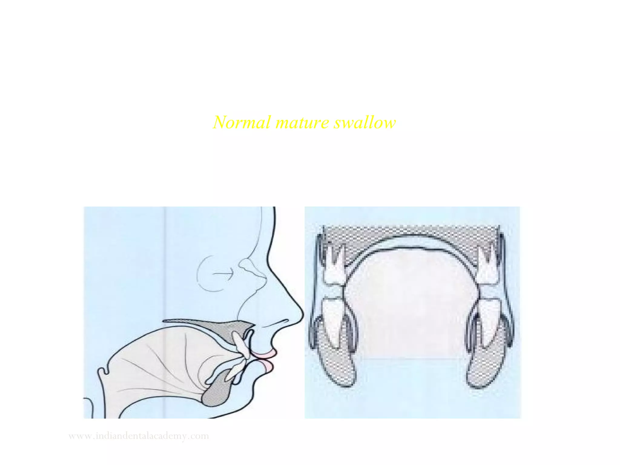 Normal mature swallow
www.indiandentalacademy.com
 