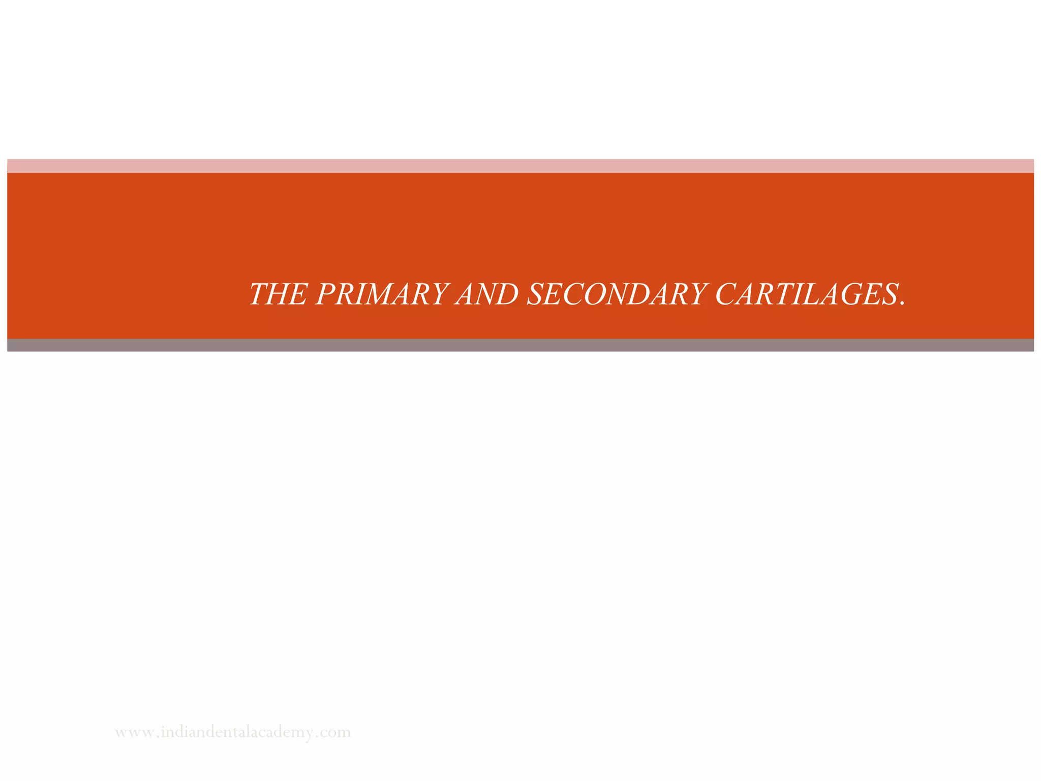 THE PRIMARY AND SECONDARY CARTILAGES.
www.indiandentalacademy.com
 