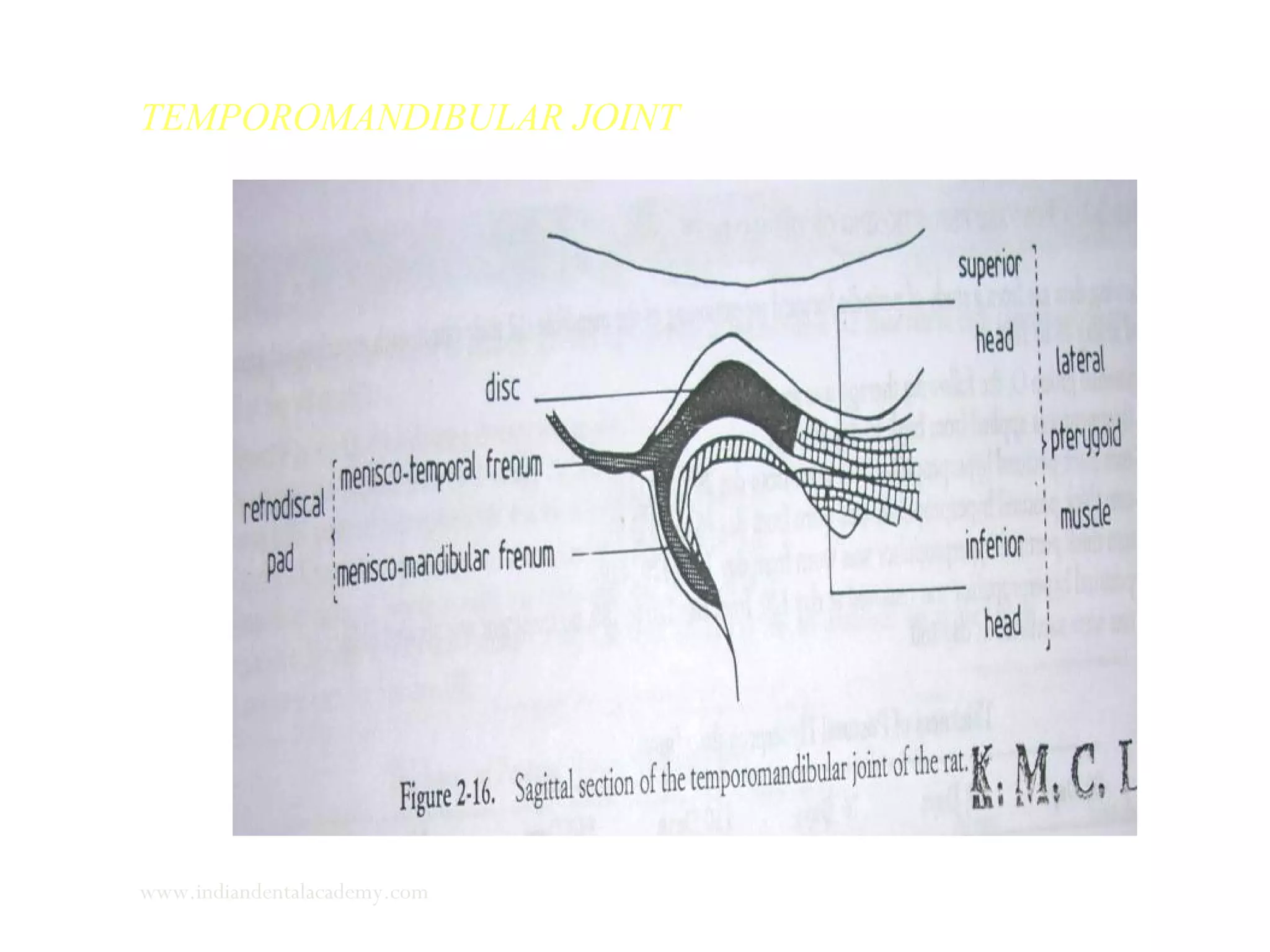 TEMPOROMANDIBULAR JOINT
www.indiandentalacademy.com
 