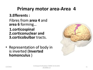 Primary motor area-Area 4
3.Efferents :
Fibres from area 4 and
area 6 forming…
1.corticospinal
2.corticonuclear and
3.corticobulbar tracts.
• Representation of body in
is inverted (Inverted
homonculus )
1/5/2016 11
Dr.Deepak N.Khedekar.LTMMC & GH,SION
,MUMBAI.22
 