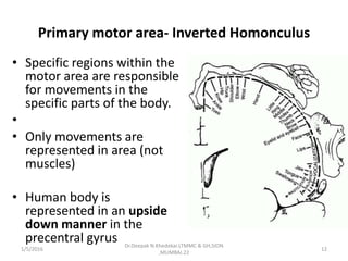 Primary motor area- Inverted Homonculus
• Specific regions within the
motor area are responsible
for movements in the
specific parts of the body.
•
• Only movements are
represented in area (not
muscles)
• Human body is
represented in an upside
down manner in the
precentral gyrus
1/5/2016 12
Dr.Deepak N.Khedekar.LTMMC & GH,SION
,MUMBAI.22
 