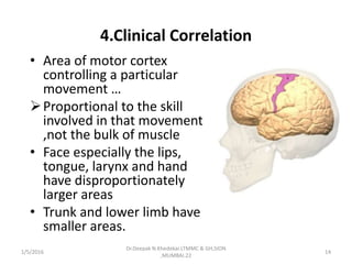4.Clinical Correlation
• Area of motor cortex
controlling a particular
movement …
Proportional to the skill
involved in that movement
,not the bulk of muscle
• Face especially the lips,
tongue, larynx and hand
have disproportionately
larger areas
• Trunk and lower limb have
smaller areas.
1/5/2016 14
Dr.Deepak N.Khedekar.LTMMC & GH,SION
,MUMBAI.22
 