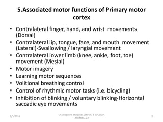 5.Associated motor functions of Primary motor
cortex
• Contralateral finger, hand, and wrist movements
(Dorsal)
• Contralateral lip, tongue, face, and mouth movement
(Lateral)-Swallowing / laryngial movement
• Contralateral lower limb (knee, ankle, foot, toe)
movement (Mesial)
• Motor imagery
• Learning motor sequences
• Volitional breathing control
• Control of rhythmic motor tasks (i.e. bicycling)
• Inhibition of blinking / voluntary blinking-Horizontal
saccadic eye movements
1/5/2016 15
Dr.Deepak N.Khedekar.LTMMC & GH,SION
,MUMBAI.22
 