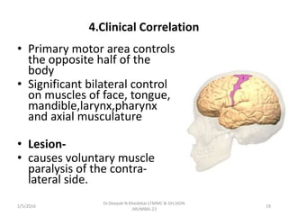 4.Clinical Correlation
• Primary motor area controls
the opposite half of the
body
• Significant bilateral control
on muscles of face, tongue,
mandible,larynx,pharynx
and axial musculature
• Lesion-
• causes voluntary muscle
paralysis of the contra-
lateral side.
1/5/2016 19
Dr.Deepak N.Khedekar.LTMMC & GH,SION
,MUMBAI.22
 