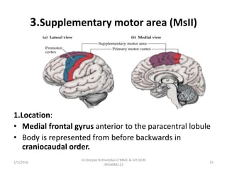 3.Supplementary motor area (MsII)
1.Location:
• Medial frontal gyrus anterior to the paracentral lobule
• Body is represented from before backwards in
craniocaudal order.
1/5/2016 25
Dr.Deepak N.Khedekar.LTMMC & GH,SION
,MUMBAI.22
 