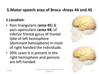 5.Motor speech area of Broca -Areas 44 and 45
1.Location:
• Pars triangularis (area 45) &
pars opercularis (area 44) of
inferior frontal gyrus of frontal
lobe of left hemisphere
(dominant hemisphere) in most
of right handed the individuals.
• 30% cases it is present in the
right hemisphere and persons
are left handed.
1/5/2016 28
Dr.Deepak N.Khedekar.LTMMC & GH,SION
,MUMBAI.22
 