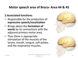 Motor speech area of Broca- Area 44 & 45
2.Associated functions:
• Responsible for the production of
expressive speech/vocalization
• Brings about the formation of
words by its connections with the
adjacent primary motor area.
• Thus there is appropriate
stimulation of the muscles of the
larynx, mouth, tongue, soft palate,
and the respiratory muscles.
1/5/2016 29
Dr.Deepak N.Khedekar.LTMMC & GH,SION
,MUMBAI.22
 