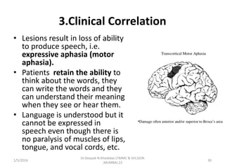 3.Clinical Correlation
• Lesions result in loss of ability
to produce speech, i.e.
expressive aphasia (motor
aphasia).
• Patients retain the ability to
think about the words, they
can write the words and they
can understand their meaning
when they see or hear them.
• Language is understood but it
cannot be expressed in
speech even though there is
no paralysis of muscles of lips,
tongue, and vocal cords, etc.
1/5/2016 30
Dr.Deepak N.Khedekar.LTMMC & GH,SION
,MUMBAI.22
 