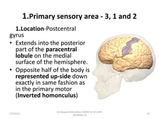1.Primary sensory area - 3, 1 and 2
1.Location-Postcentral
gyrus
• Extends into the posterior
part of the paracentral
lobule on the medial
surface of the hemisphere.
• Opposite half of the body is
represented up-side down
exactly in same fashion as
in the primary motor
(Inverted homonculus)
1/5/2016 34
Dr.Deepak N.Khedekar.LTMMC & GH,SION
,MUMBAI.22
 
