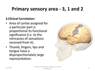 Primary sensory area - 3, 1 and 2
3.Clinical Correlation:
• Area of cortex assigned for
a particular part is
proportional its functional
significance (i.e. to the
intricacies of sensations
received from it).
• Thumb, fingers, lips and
tongue have a
disproportionately large
representation.
1/5/2016 37
Dr.Deepak N.Khedekar.LTMMC & GH,SION
,MUMBAI.22
 