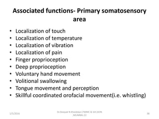 Associated functions- Primary somatosensory
area
• Localization of touch
• Localization of temperature
• Localization of vibration
• Localization of pain
• Finger proprioception
• Deep proprioception
• Voluntary hand movement
• Volitional swallowing
• Tongue movement and perception
• Skillful coordinated orofacial movement(i.e. whistling)
1/5/2016 38
Dr.Deepak N.Khedekar.LTMMC & GH,SION
,MUMBAI.22
 