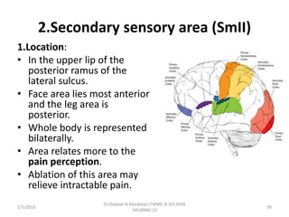 2.Secondary sensory area (SmII)
1.Location:
• In the upper lip of the
posterior ramus of the
lateral sulcus.
• Face area lies most anterior
and the leg area is
posterior.
• Whole body is represented
bilaterally.
• Area relates more to the
pain perception.
• Ablation of this area may
relieve intractable pain.
1/5/2016 39
Dr.Deepak N.Khedekar.LTMMC & GH,SION
,MUMBAI.22
 