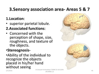 3.Sensory association area- Areas 5 & 7
1.Location:
• superior parietal lobule.
2.Associated functions:
• Concerned with the
perception of shape, size,
roughness, and texture of
the objects.
•Stereognosis-
•Ability of the individual to
recognize the objects
placed in his/her hand
without seeing
1/5/2016 40
Dr.Deepak N.Khedekar.LTMMC & GH,SION
,MUMBAI.22
 