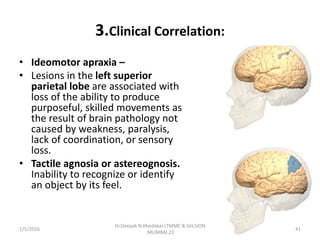 3.Clinical Correlation:
• Ideomotor apraxia –
• Lesions in the left superior
parietal lobe are associated with
loss of the ability to produce
purposeful, skilled movements as
the result of brain pathology not
caused by weakness, paralysis,
lack of coordination, or sensory
loss.
• Tactile agnosia or astereognosis.
Inability to recognize or identify
an object by its feel.
1/5/2016 41
Dr.Deepak N.Khedekar.LTMMC & GH,SION
,MUMBAI.22
 