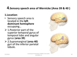 4.Sensory speech area of Wernicke (Area 39 & 40 )
1.Location:
• Sensory speech area is
located in the left
dominant hemisphere
occupying…
 1.Posterior part of the
superior temporal gyrus of
temporal lobe and angular
gyrus (area 39)
 2.Supramarginal (area 40)
gyri of the inferior parietal
lobule.
1/5/2016 42
Dr.Deepak N.Khedekar.LTMMC & GH,SION
,MUMBAI.22
 