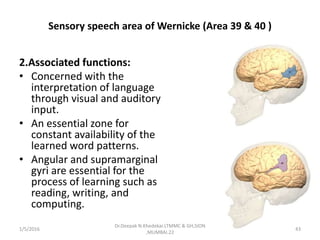 Sensory speech area of Wernicke (Area 39 & 40 )
2.Associated functions:
• Concerned with the
interpretation of language
through visual and auditory
input.
• An essential zone for
constant availability of the
learned word patterns.
• Angular and supramarginal
gyri are essential for the
process of learning such as
reading, writing, and
computing.
1/5/2016 43
Dr.Deepak N.Khedekar.LTMMC & GH,SION
,MUMBAI.22
 