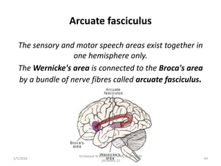 Arcuate fasciculus
The sensory and motor speech areas exist together in
one hemisphere only.
The Wernicke's area is connected to the Broca's area
by a bundle of nerve fibres called arcuate fasciculus.
1/5/2016 44
Dr.Deepak N.Khedekar.LTMMC & GH,SION
,MUMBAI.22
 