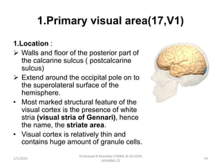 1.Primary visual area(17,V1)
1.Location :
 Walls and floor of the posterior part of
the calcarine sulcus ( postcalcarine
sulcus)
 Extend around the occipital pole on to
the superolateral surface of the
hemisphere.
• Most marked structural feature of the
visual cortex is the presence of white
stria (visual stria of Gennari), hence
the name, the striate area.
• Visual cortex is relatively thin and
contains huge amount of granule cells.
1/5/2016 54
Dr.Deepak N.Khedekar.LTMMC & GH,SION
,MUMBAI.22
 